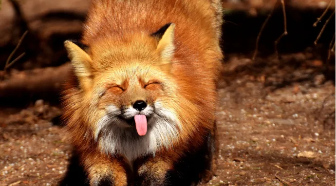 Daily fox